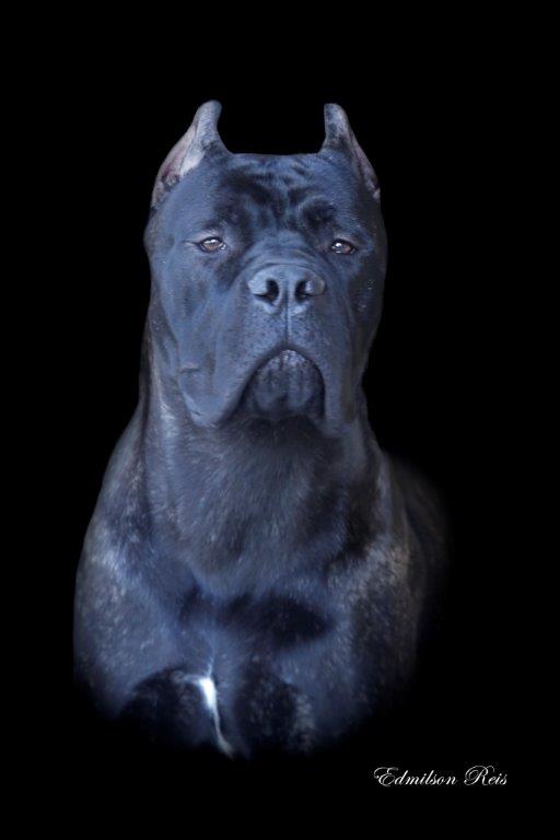 Cane Corso TCane Corso Cane Corso Breeder. Our Cane Corso Diego Apolo Del