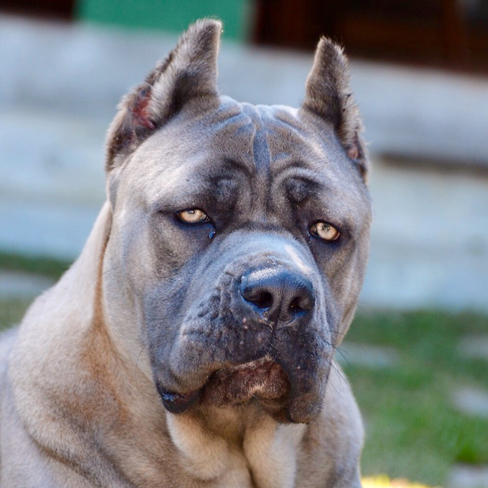 Cane Corso TCane Corso Cane Corso Breeder. Our Cane Corso Wilma