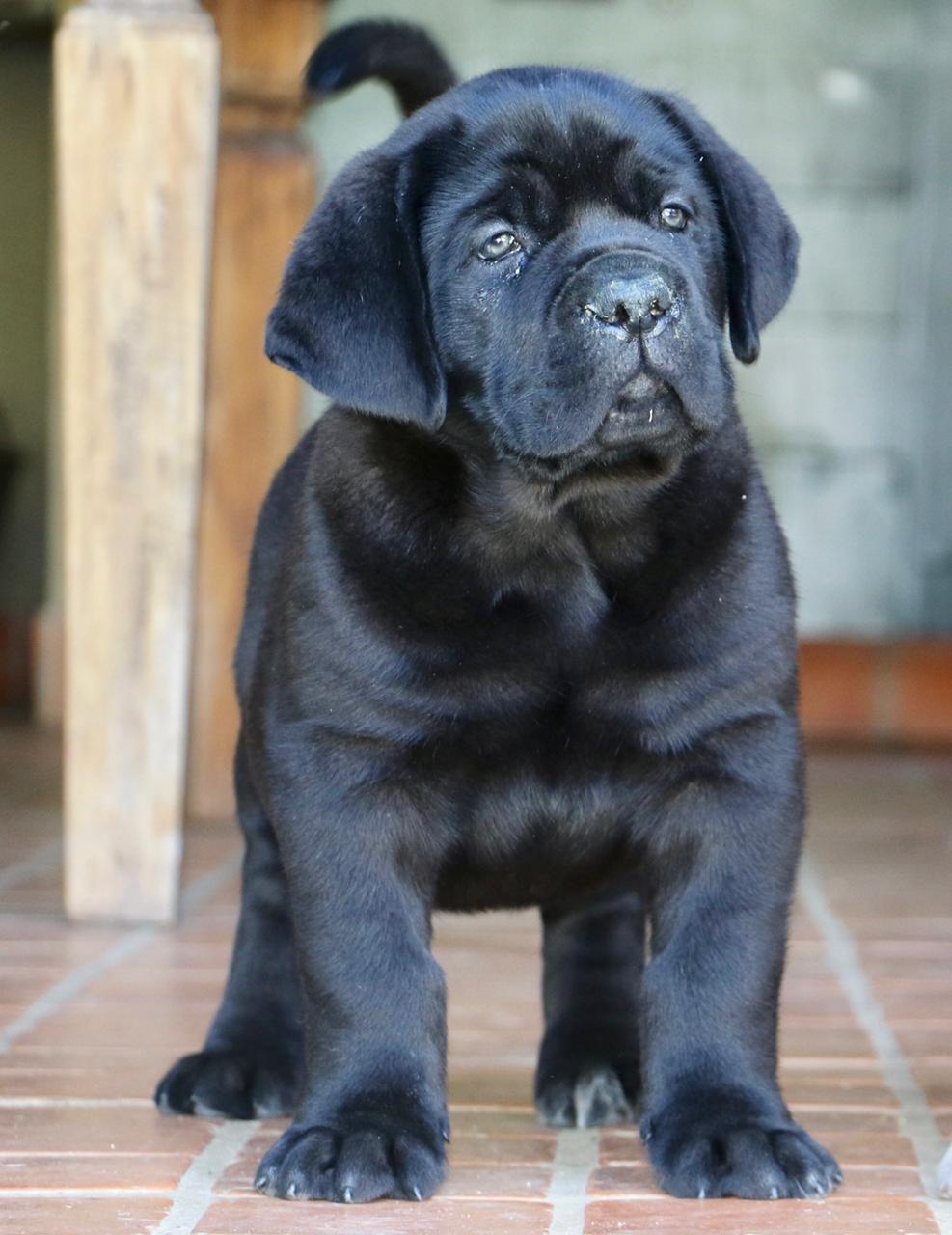 Cane Corso TCane Corso Cane Corso Breeder. Our Cane Corso Cronus
