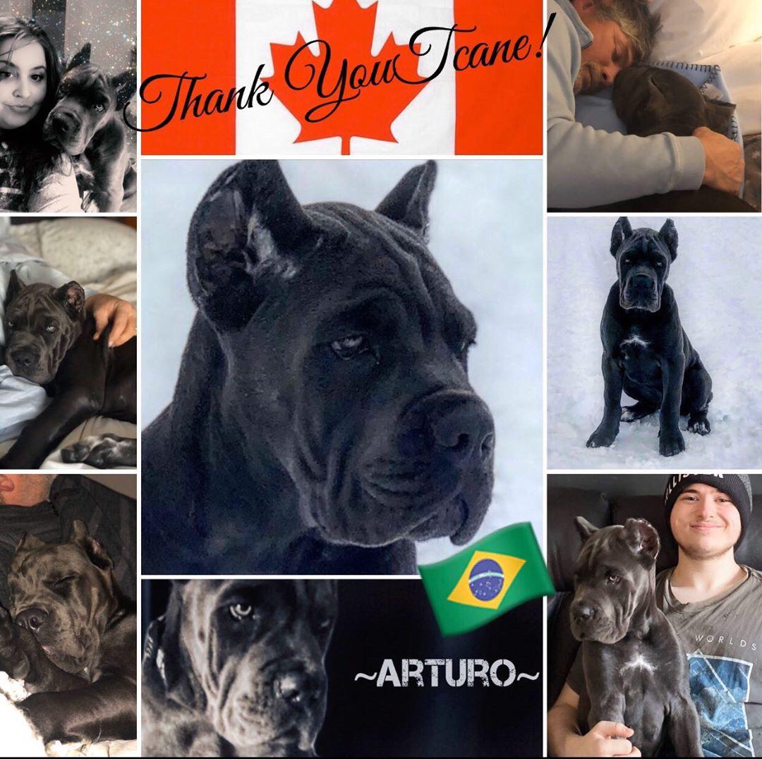 Testimonials TCane Corso: The Matthews Family from Canada