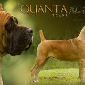 Galeria de Imagens TCane: Quanta - Best Female Cane Corso in Brazil (Junior)