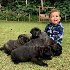 Filhotes TCane: Puppies TCane Corso