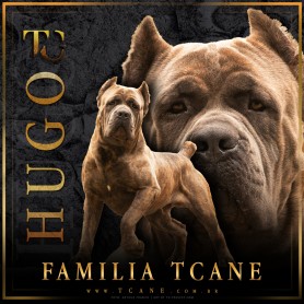 Galeria de Imagens TCane: Hugo - TCane Family