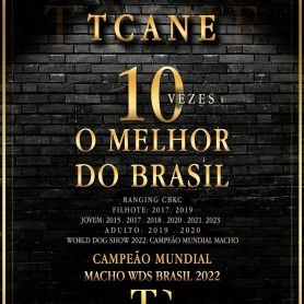 Galeria de Imagens TCane: TCane: 10 times Best in Brazil