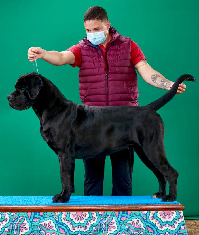 Equipe TCane: Guilherme Frota