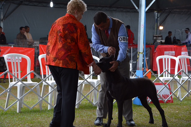Imagem Noticia TCane