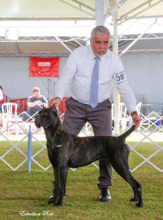 Imagem Noticia TCane