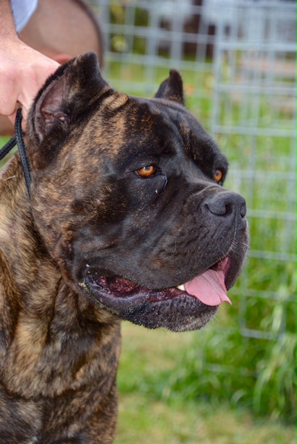 Imagem Noticia TCane