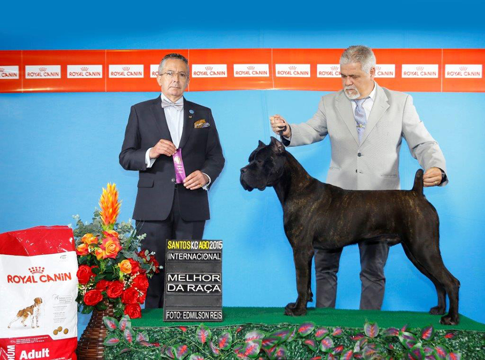 Imagem Noticia TCane