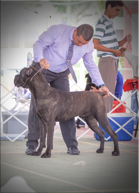 Imagem Noticia TCane