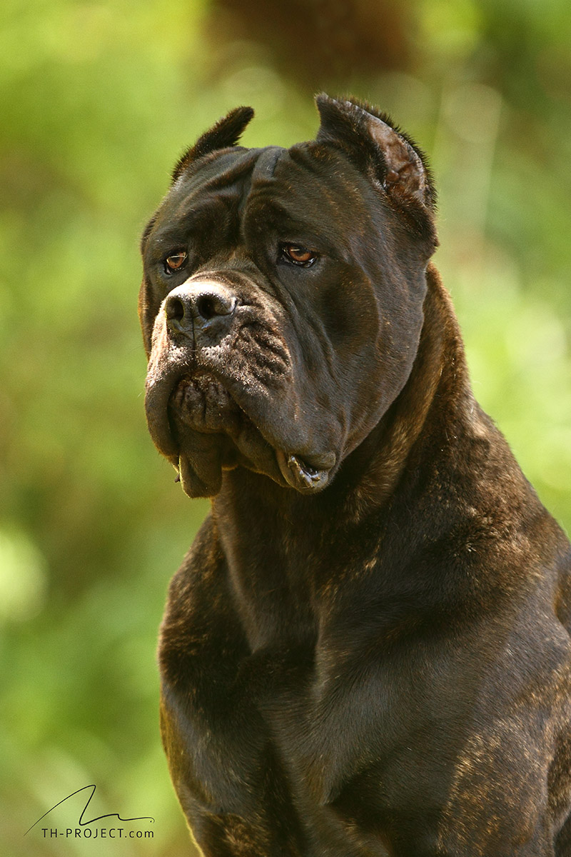 Imagem Noticia TCane