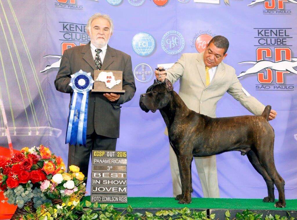 Imagem Noticia TCane