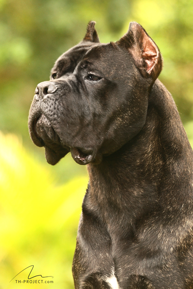 Imagem Noticia TCane