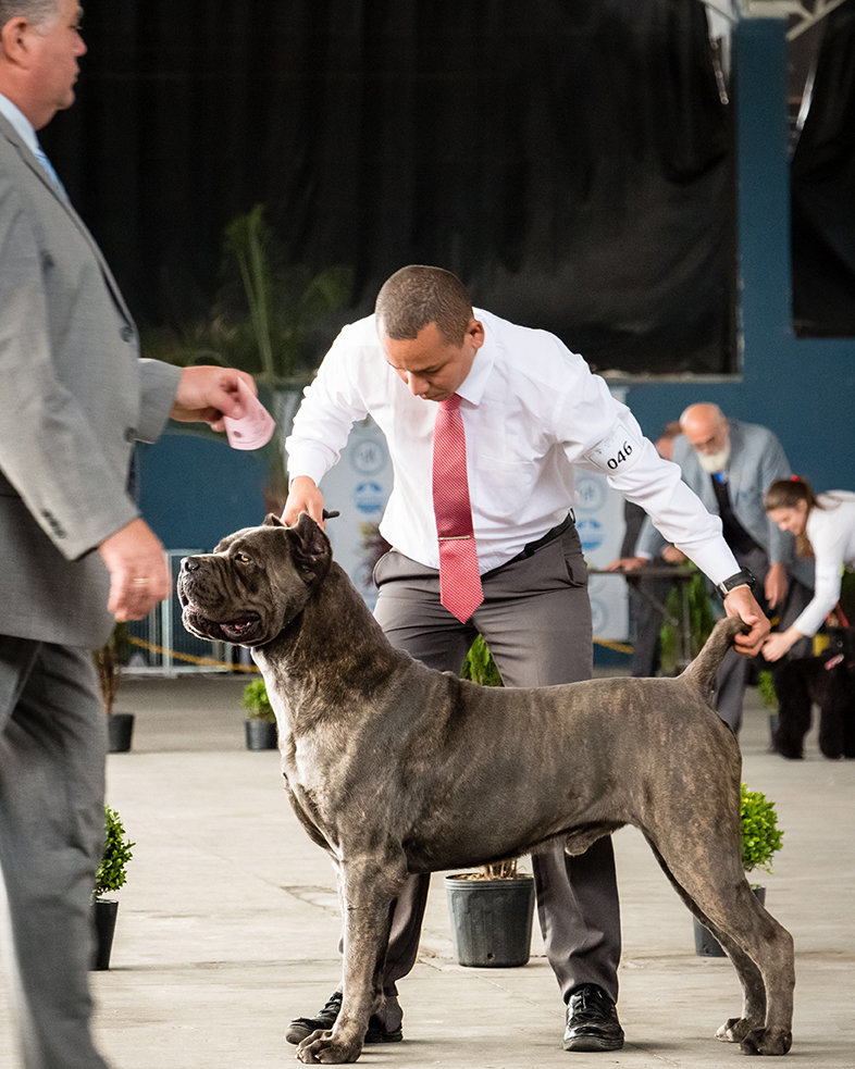 Imagem Noticia TCane