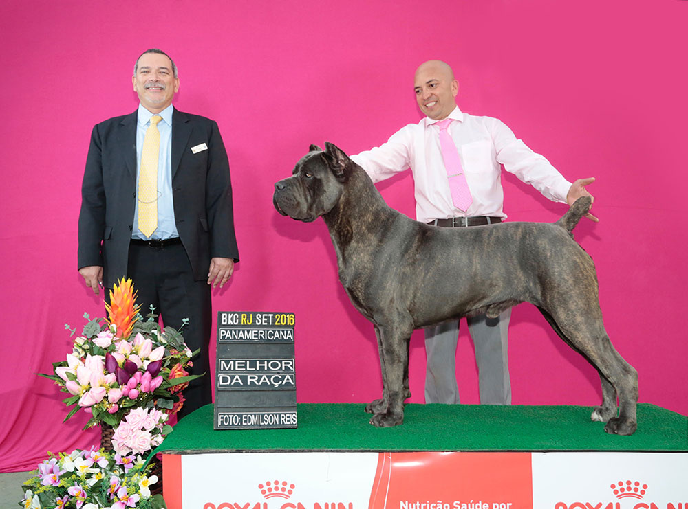 Imagem Noticia TCane