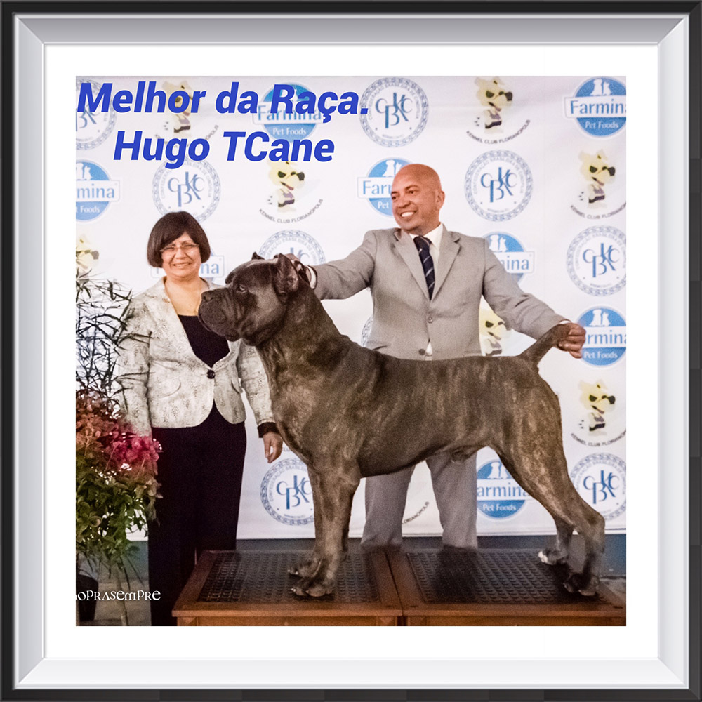 Imagem Noticia TCane