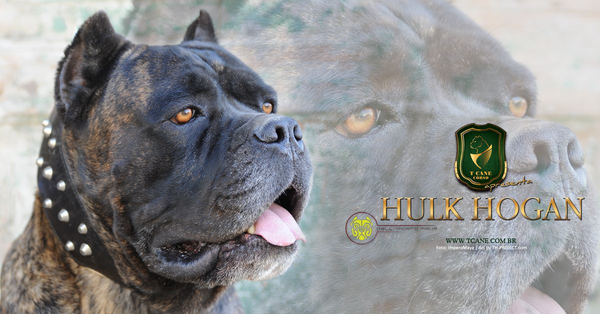 Imagem Noticia TCane