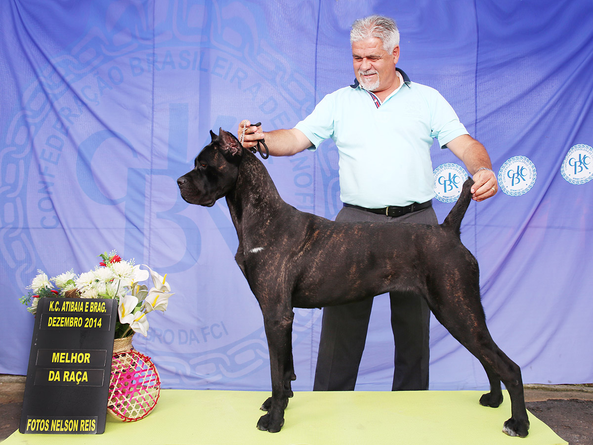 Imagem Noticia TCane