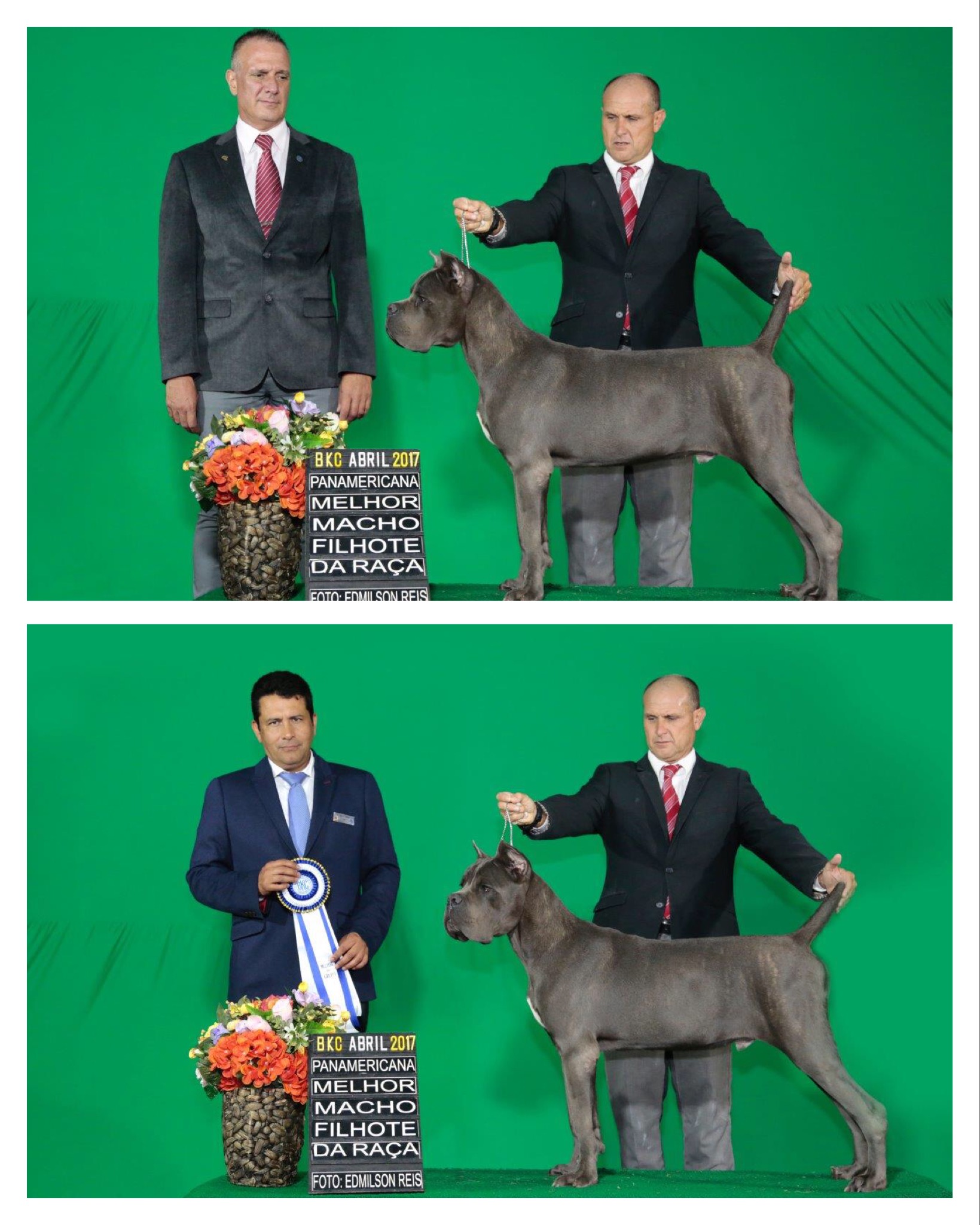 Imagem Noticia TCane