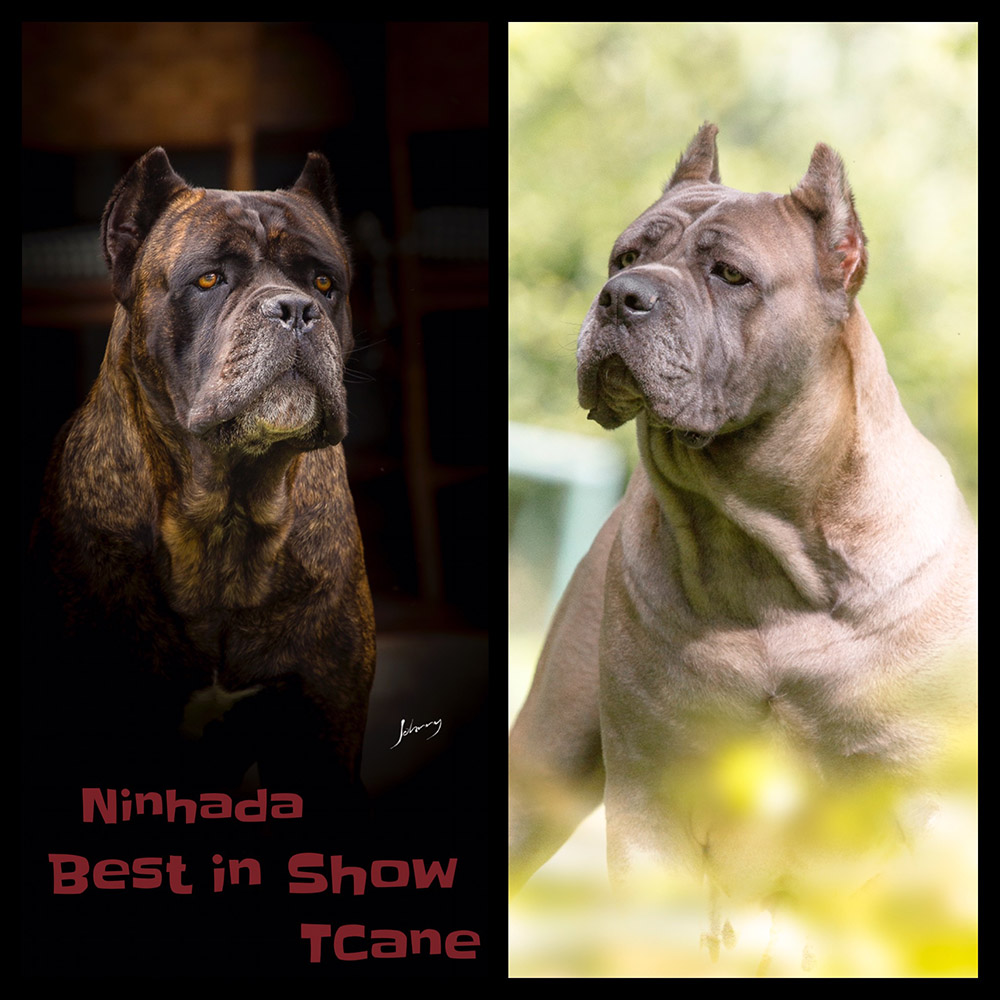 Imagem Noticia TCane