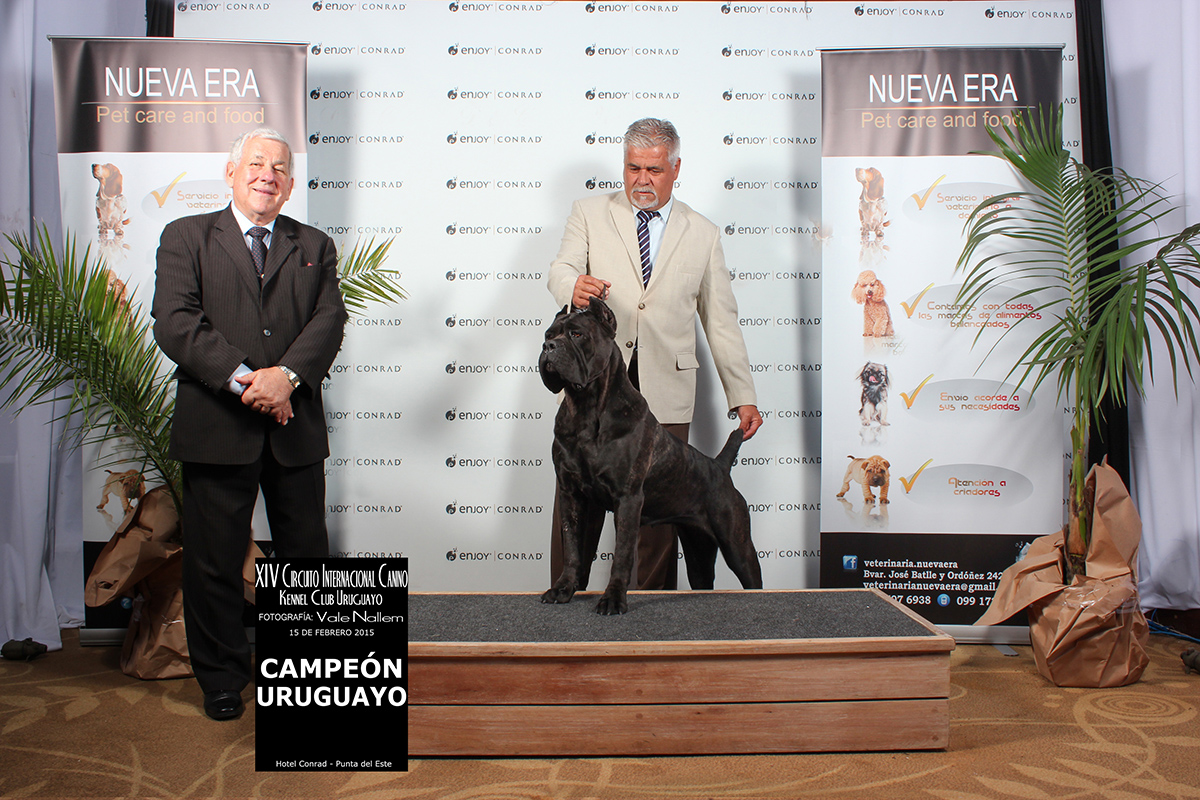 Imagem Noticia TCane