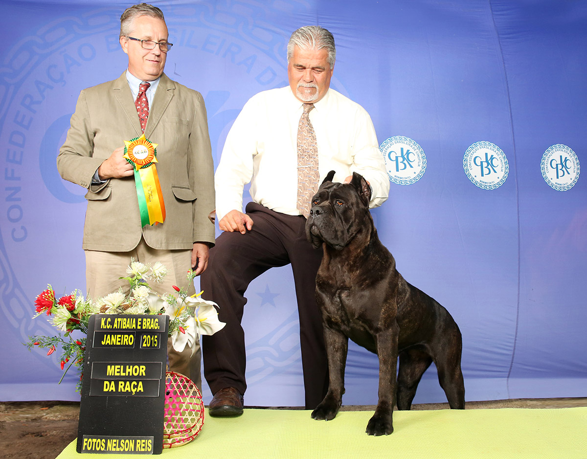 Imagem Noticia TCane