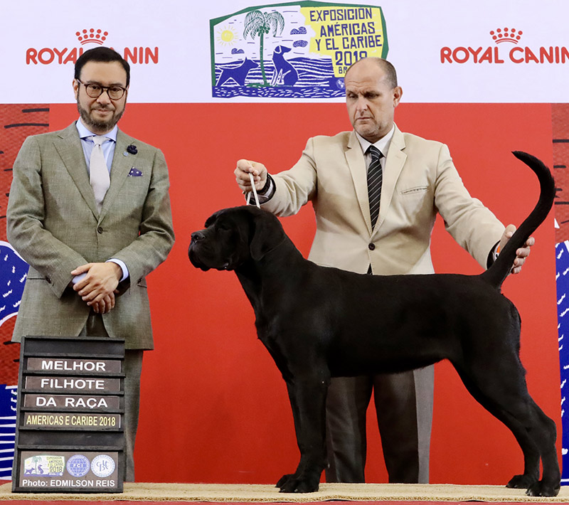 Imagem Noticia TCane