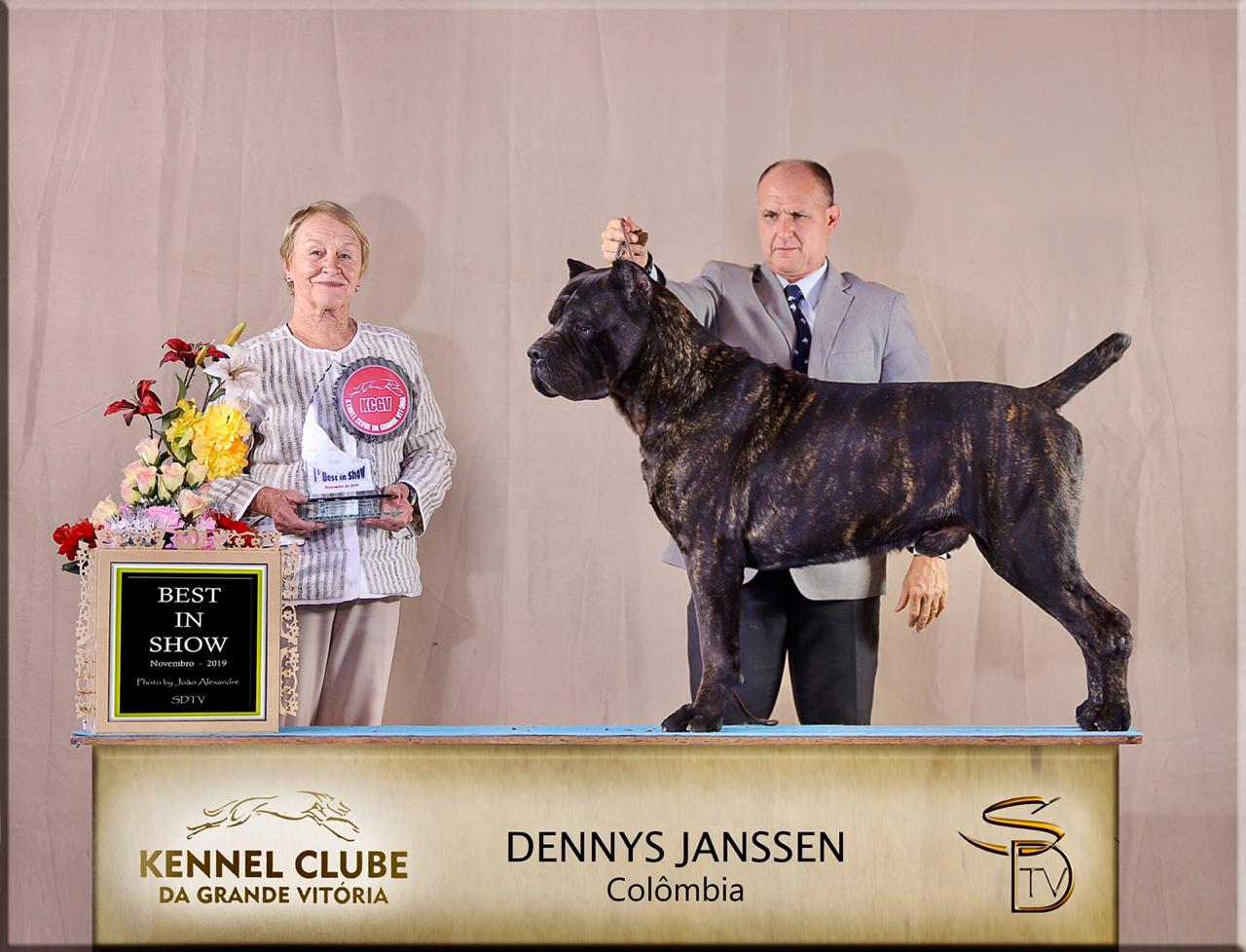 Imagem Noticia TCane