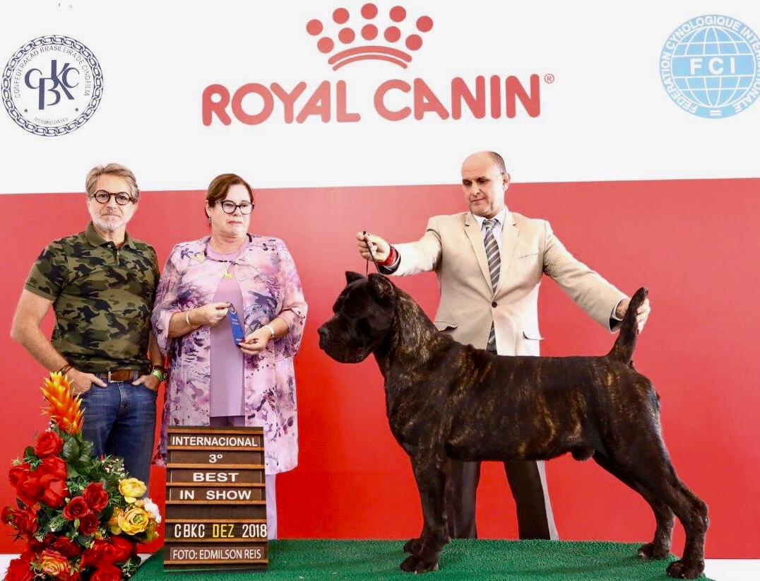 Imagem Noticia TCane