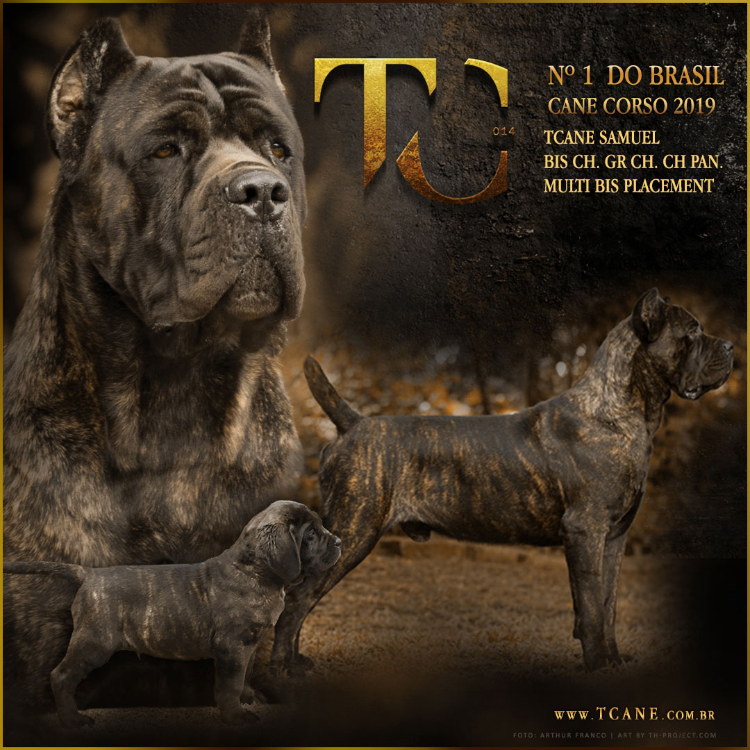 Imagem Noticia TCane