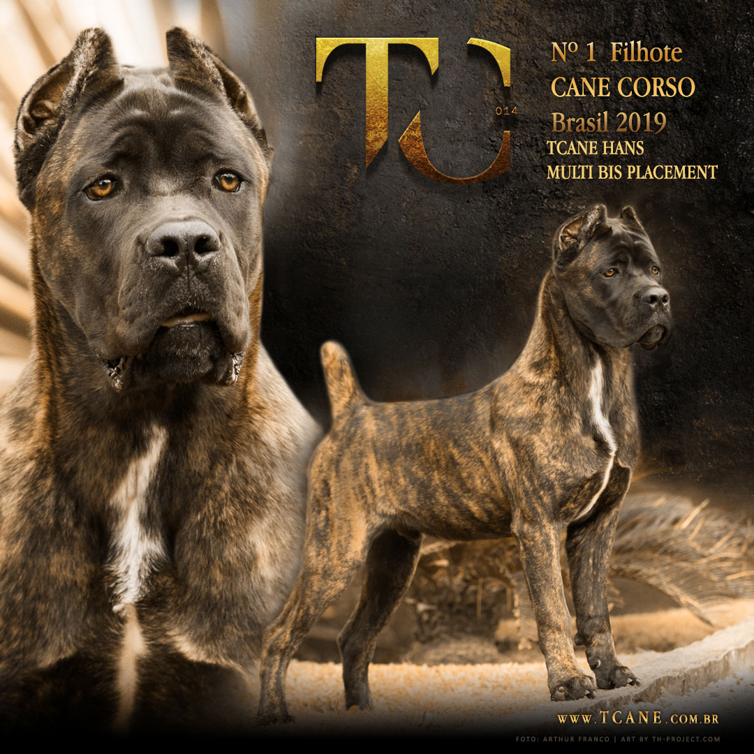 Imagem Noticia TCane