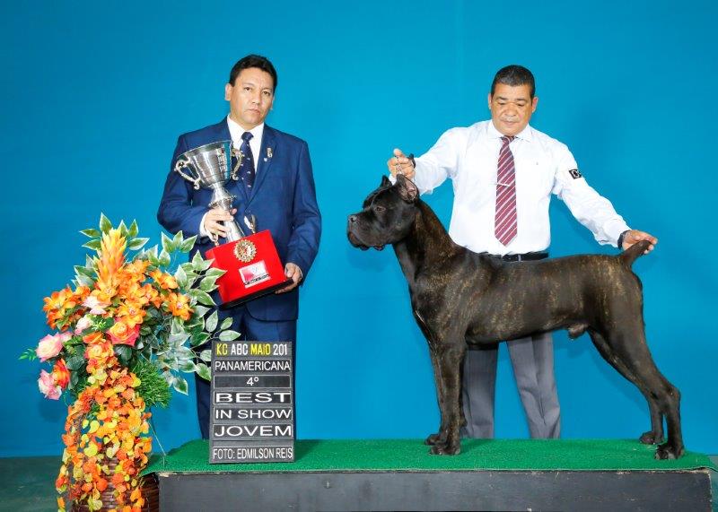 Imagem Noticia TCane