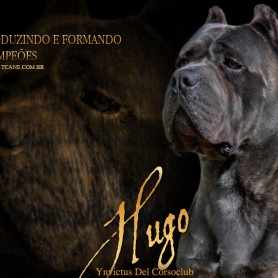 Galeria de Imagens TCane: Hugo
