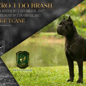 Galeria de Imagens TCane: Dr Jorge TCane: Melhor Cane Corso Jovem do Brasil 2017 - Ranking CBKC Parcial Dez/17