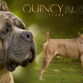 Galeria de Imagens TCane: Quincy - Melhor Cane Corso Jovem do Brasil
