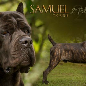 Galeria de Imagens TCane: Samuel - #2 Melhor Cane Corso Jovem do Brasil