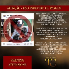 Galeria de Imagens TCane: Post Instagram @tcanecorso: denuncia de perfil falso