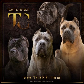 Galeria de Imagens TCane: Família TCane está crescendo!